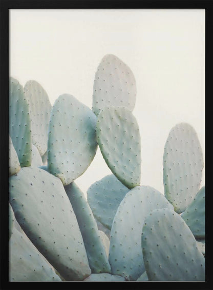 A close-up photograph of pale, dusty green prickly pear cactus pads against a bright, off-white background, presented in a minimalist style with a thin black frame. Artwork