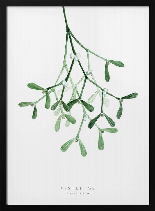 Watercolor mistletoe - Poster / Art Print