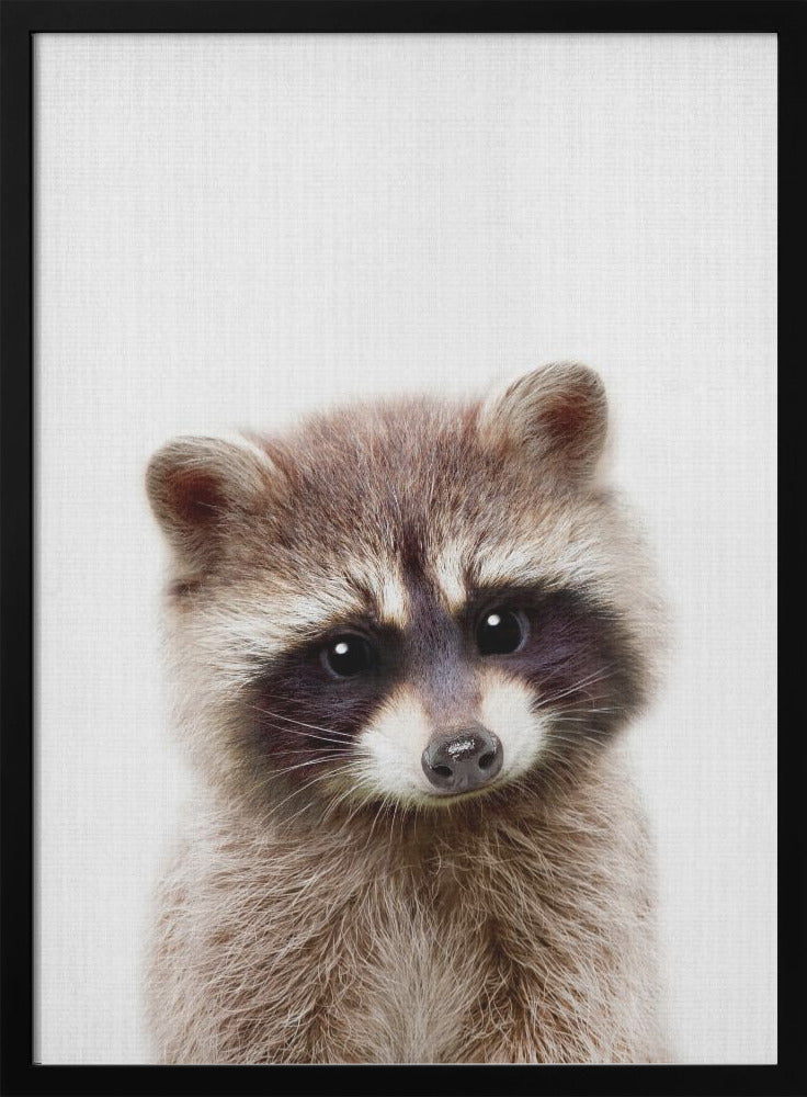 Peekaboo Raccoon - Poster / Art Print