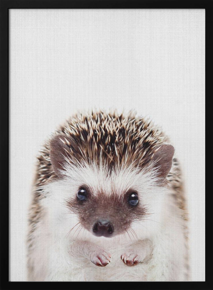 Peekaboo Hedgehog - Poster / Art Print