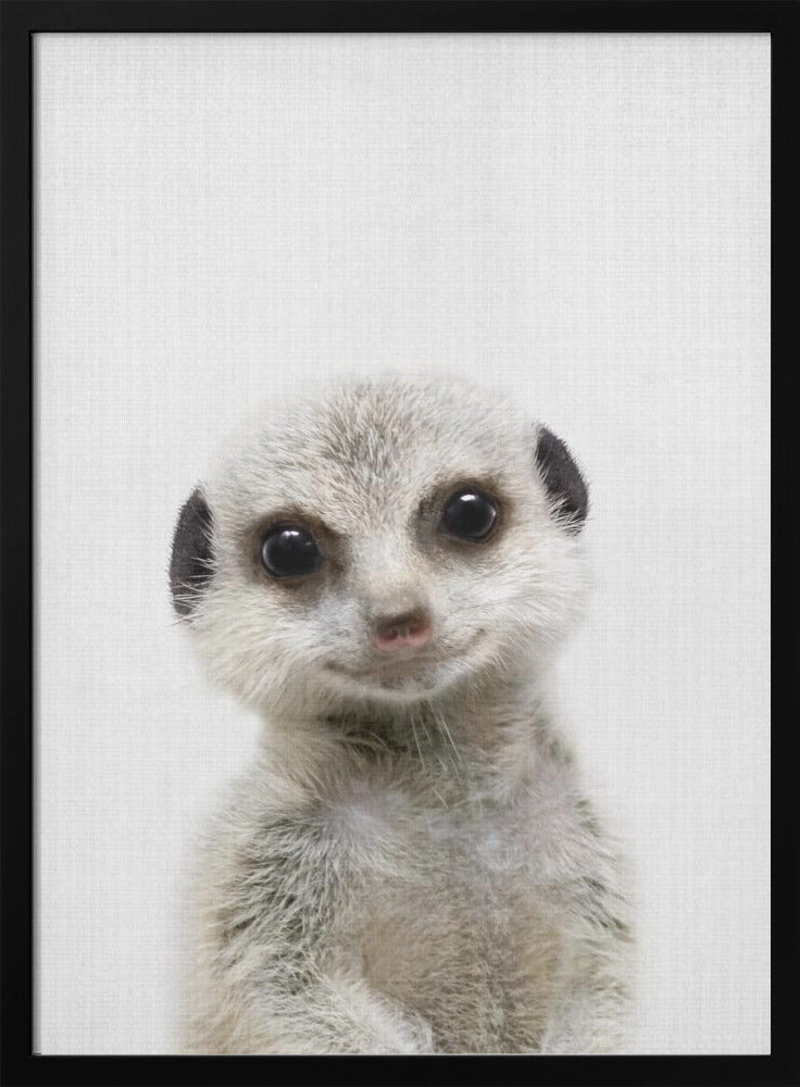 Peekaboo Baby Meerkat - Poster / Art Print