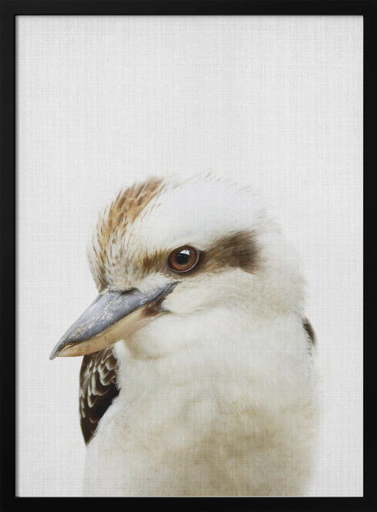 Peekaboo Kookaburra - Poster / Art Print