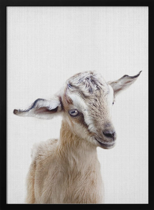 Peekaboo Baby Goat - Poster / Art Print