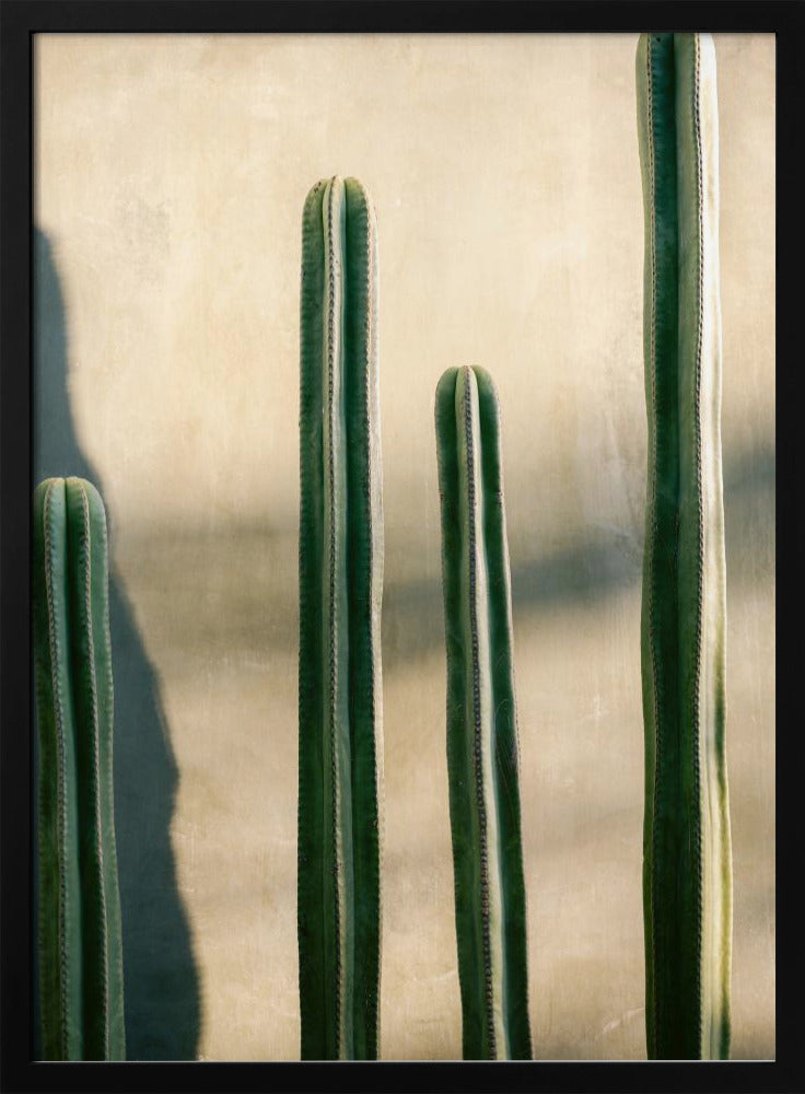 A close-up photograph of four tall, green columnar cacti standing in a row against a textured, light beige wall. Strong sunlight from the side creates bright highlights on the plants and casts a deep shadow to the left. Poster