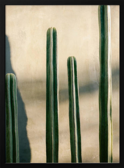 A close-up photograph of four tall, green columnar cacti standing in a row against a textured, light beige wall. Strong sunlight from the side creates bright highlights on the plants and casts a deep shadow to the left. Poster