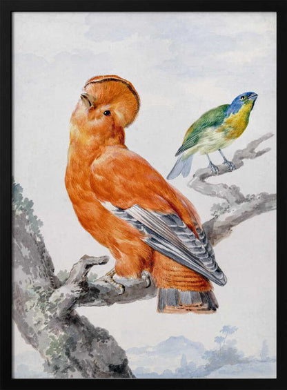 A vintage watercolor painting of two exotic birds on a tree branch. In the foreground, a large, vibrant orange Guianan cock-of-the-rock with a prominent crest looks upward. Behind it, a smaller Green Honeycreeper with a blue head and green feathers is perched. The background is a soft, muted landscape. Decor
