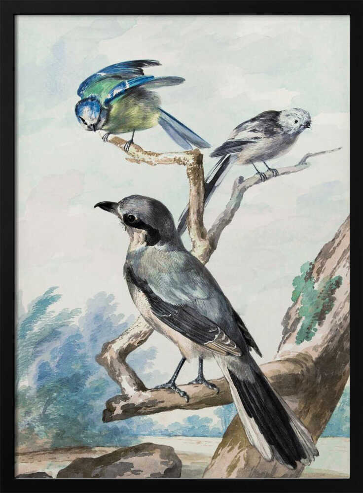 A vintage watercolor illustration of three birds perched on tree branches against a soft landscape background. A large grey shrike is in the foreground, with a smaller blue tit and a long-tailed tit on branches above it. The artwork is presented in a black frame. Decor