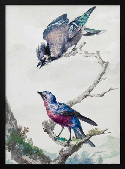 A vintage-style ornithological illustration of two birds on a dead branch against a soft, light background. On top, a blue jay with its wings slightly spread leans downward. Below, a vibrant bird with blue and magenta feathers looks upward. The artwork is presented in a simple black frame. Poster
