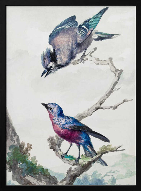 A vintage-style ornithological illustration of two birds on a dead branch against a soft, light background. On top, a blue jay with its wings slightly spread leans downward. Below, a vibrant bird with blue and magenta feathers looks upward. The artwork is presented in a simple black frame. Poster