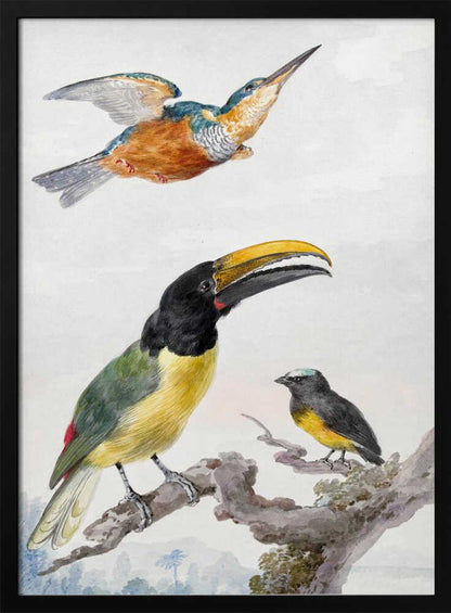 A vintage ornithological illustration of three colorful birds against a light background, framed in black. At the top, a kingfisher is depicted in flight. Below, a large toucan with a prominent yellow beak and a smaller bird are perched on a branch. Print