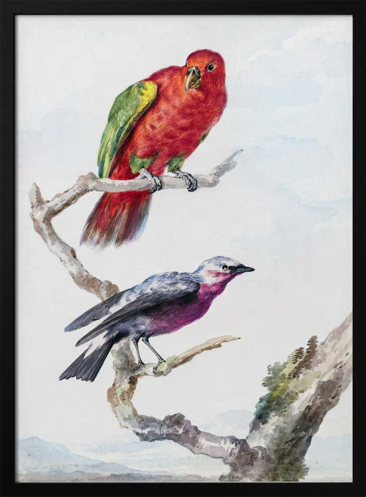 A vertical vintage watercolor illustration of two birds perched on a branch against a light background, enclosed in a black frame. The top bird is a bright red parrot with green wing accents. The lower bird is smaller, with a purple chest, a grey head, and dark wings. Print