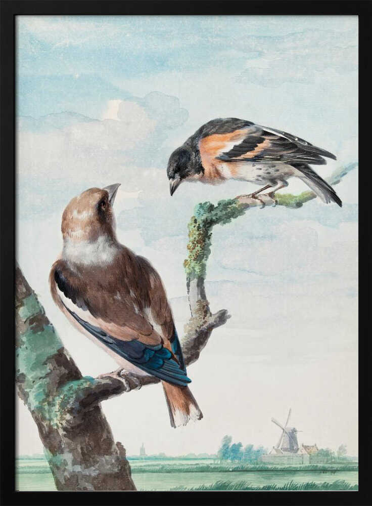 A vintage watercolor painting of two birds perched on branches against a soft blue sky. In the foreground, a Hawfinch with brown and blue feathers sits on a thick branch, while a Brambling with orange, black, and white plumage perches above. A classic Dutch landscape with a windmill is visible in the distant background. Wall Art