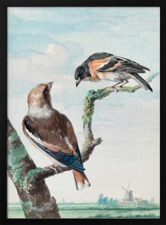 A vintage watercolor painting of two birds perched on branches against a soft blue sky. In the foreground, a Hawfinch with brown and blue feathers sits on a thick branch, while a Brambling with orange, black, and white plumage perches above. A classic Dutch landscape with a windmill is visible in the distant background. Wall Art