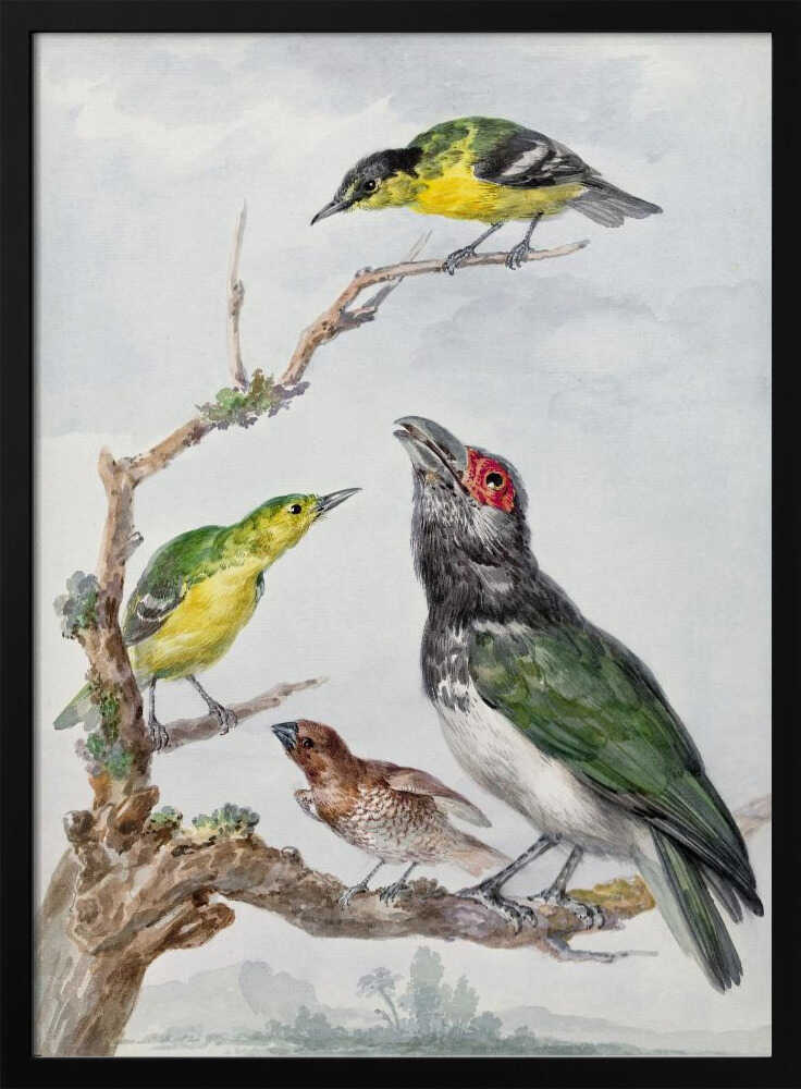 A vintage watercolor illustration of four different birds perched together on a gnarled, mossy branch against a pale, cloudy sky. The birds include two small yellow and green birds, a larger bird with dark green wings, a white belly, a black head and a red patch around its eye, and a small brown bird with a patterned chest. Print