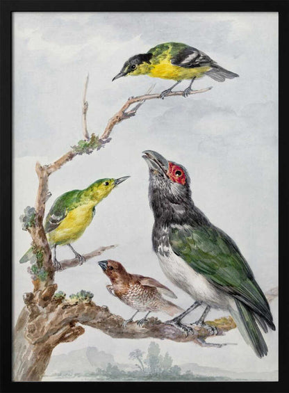 A vintage watercolor illustration of four different birds perched together on a gnarled, mossy branch against a pale, cloudy sky. The birds include two small yellow and green birds, a larger bird with dark green wings, a white belly, a black head and a red patch around its eye, and a small brown bird with a patterned chest. Print
