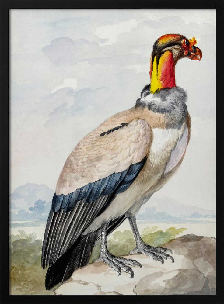 A vintage watercolor illustration of a King Vulture in profile, standing on a rock against a pale sky with distant mountains. The bird has a brightly colored featherless head in shades of red, orange, and yellow, a grey ruff, a cream-colored body, and dark blue and black wing feathers. Poster