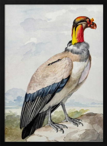 A vintage watercolor illustration of a King Vulture in profile, standing on a rock against a pale sky with distant mountains. The bird has a brightly colored featherless head in shades of red, orange, and yellow, a grey ruff, a cream-colored body, and dark blue and black wing feathers. Poster