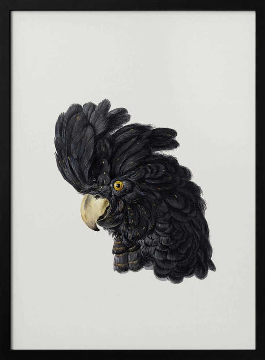 A framed art print featuring a detailed illustration of a black cockatoo's head in profile. The bird has voluminous black feathers with subtle gold flecks, a bright yellow eye, and a pale hooked beak, set against a solid off-white background. Artwork