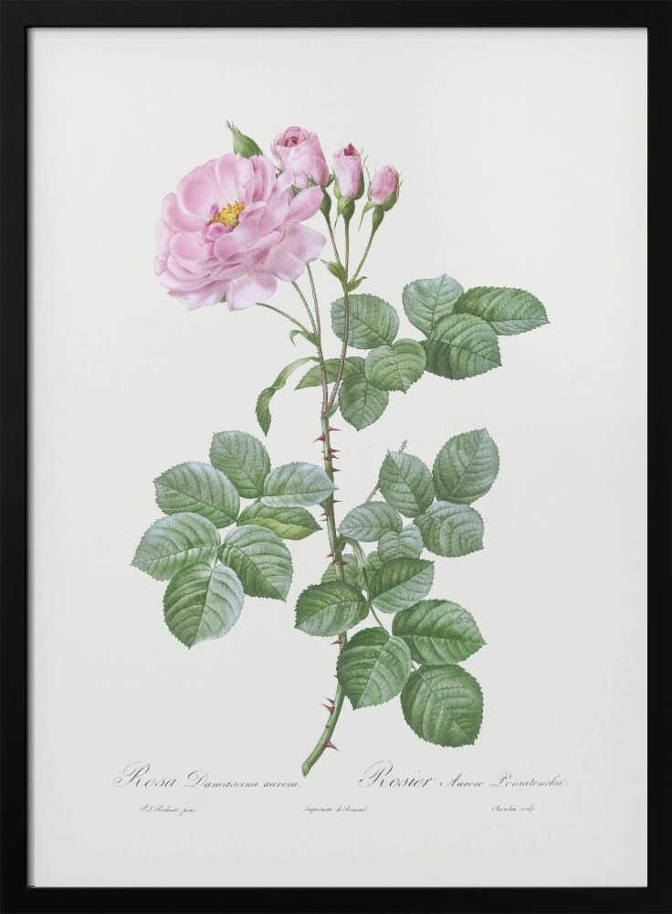 A vintage botanical illustration of a pink Damask rose stem against a plain off-white background. The detailed drawing shows a thorny stem with vibrant green leaves, a fully bloomed pink rose with a yellow center, and several smaller pink buds. Cursive text is written at the bottom. The print is displayed in a thin black frame. Artwork