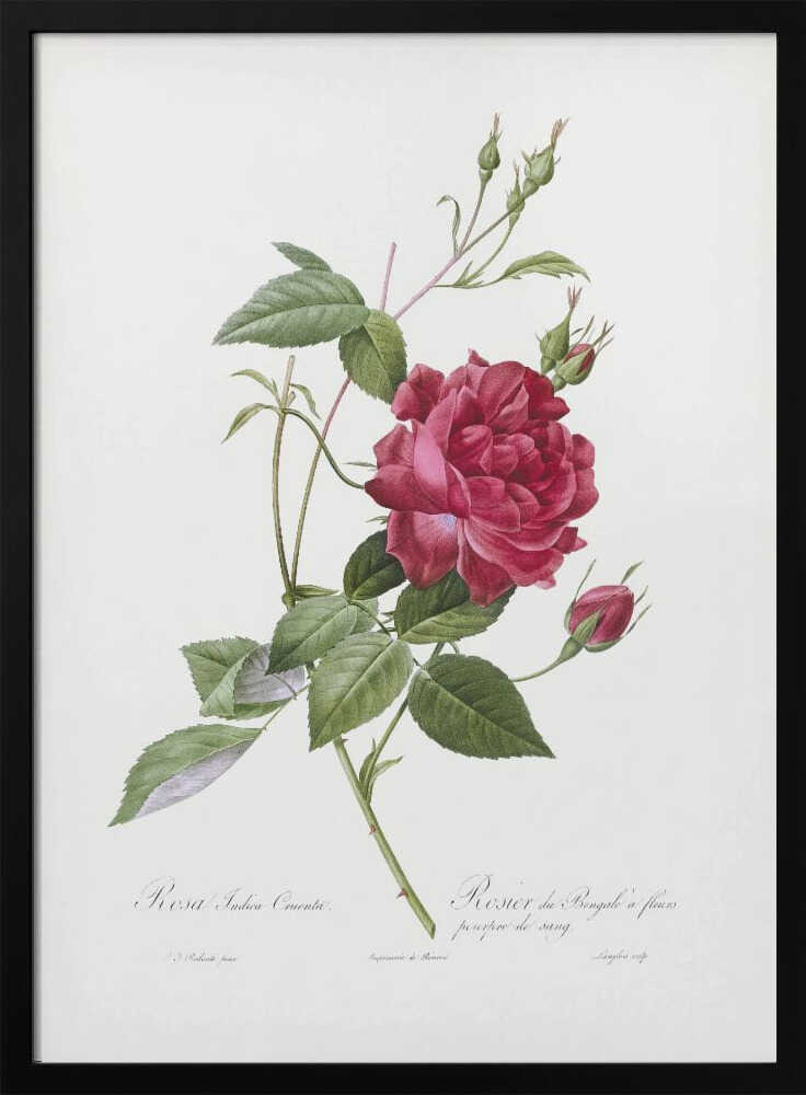 A vintage botanical illustration of a deep red rose with lush green leaves and several buds on a single stem, set against an off-white background. The artwork is framed in a simple black frame and features cursive script at the bottom identifying the flower. Print