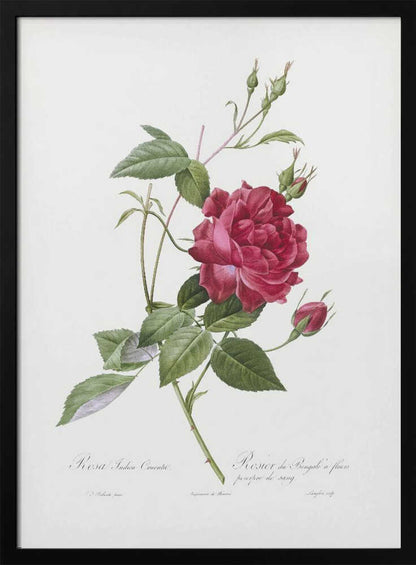 A vintage botanical illustration of a deep red rose with lush green leaves and several buds on a single stem, set against an off-white background. The artwork is framed in a simple black frame and features cursive script at the bottom identifying the flower. Print