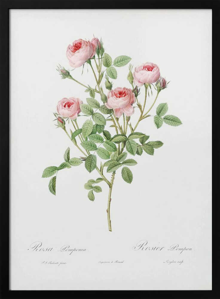 A vintage botanical illustration of a Rosa Pomponia, also known as Rosier Pompon, featuring a flowering stem with pink roses and green leaves against a white background. Cursive text at the bottom identifies the species. The artwork is framed in black. Print