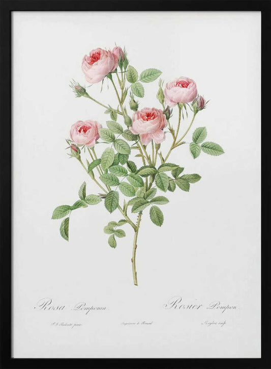 A vintage botanical illustration of a Rosa Pomponia, also known as Rosier Pompon, featuring a flowering stem with pink roses and green leaves against a white background. Cursive text at the bottom identifies the species. The artwork is framed in black. Print