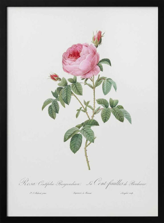 A vintage botanical illustration of a pink Rosa Centifolia, or cabbage rose, set against a white background within a thin black frame. The detailed drawing shows a full-bloomed pink rose, several red buds, and green leaves on a thorny stem, with elegant cursive script below. Poster