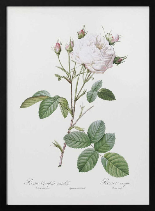 A framed vintage botanical illustration of a white and pink rose (Rosa Centifolia mutabilis) against a plain off-white background. The image shows a single thorny stem with detailed green leaves, a large, fully bloomed flower, and several smaller pink buds. Decor