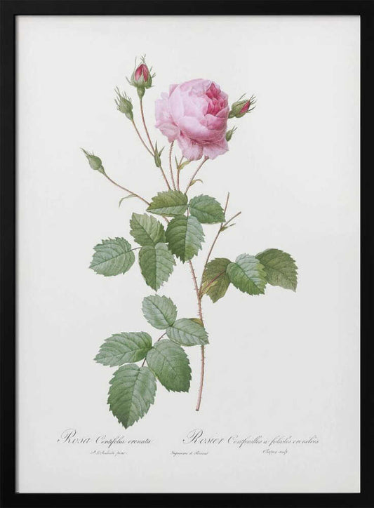 A vintage botanical illustration of a pink rose, presented in a black frame. The artwork details a single stem with one large pink blossom, several red buds, thorny branches, and green leaves, all set against a white background with scientific names written in cursive at the bottom. Wall Art