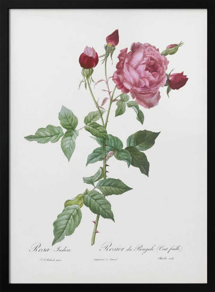 A vintage botanical illustration of a pink and red rose stem, featuring a large, fully bloomed pink flower and several red buds. The thorny green stalk and detailed leaves are set against a plain off-white background with cursive text below. The artwork is presented in a simple black frame. Wall Art