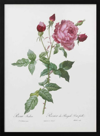 A vintage botanical illustration of a pink and red rose stem, featuring a large, fully bloomed pink flower and several red buds. The thorny green stalk and detailed leaves are set against a plain off-white background with cursive text below. The artwork is presented in a simple black frame. Wall Art