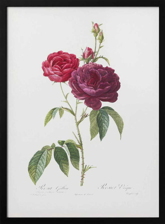 A classic botanical illustration of a rose stem with two large blossoms, one bright red and the other a deep magenta, along with several buds. The stem is green with thorns and leaves, set against an off-white background and presented in a simple black frame. Artwork