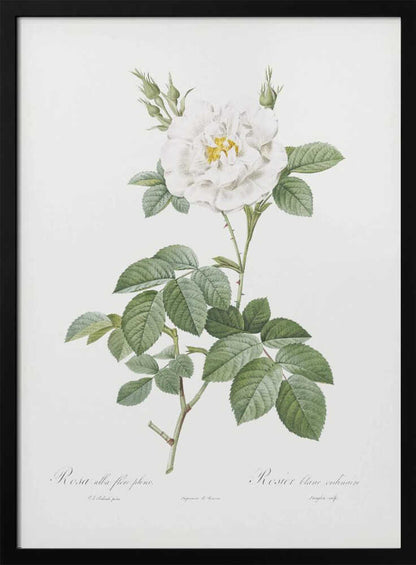 A vintage botanical illustration of a white rose, labeled 'Rosa alba flore pleno'. The flower is in full bloom with a yellow center, surrounded by buds and lush green leaves on a thorny stem. The artwork is presented on an off-white background with cursive text at the bottom and is displayed in a simple black frame. Wall Art