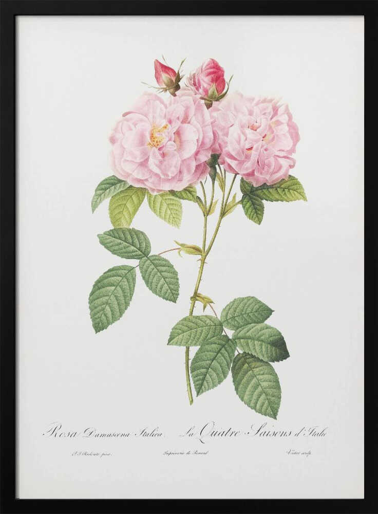 A classic botanical illustration of a pink Damask Rose stem featuring two large, fully bloomed flowers, two smaller buds, and detailed green leaves against a white background. Cursive script is visible at the bottom. The print is housed in a simple black frame. Poster