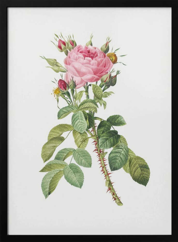 A framed vintage botanical illustration of a pink rose on a white background. The central stem is covered in sharp red thorns and has abundant green leaves. At the top, a large multi-petaled pink rose is in full bloom, surrounded by smaller red and pink buds. Artwork