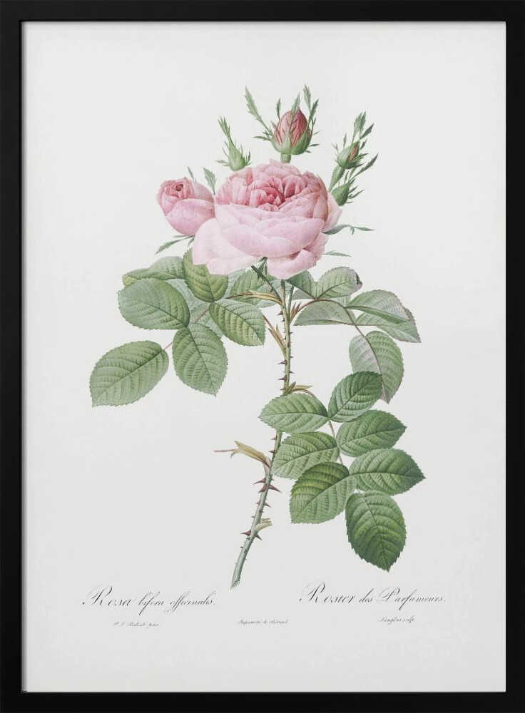 A vintage botanical illustration of a pink rose branch with full blooms and buds, green leaves, and a thorny stem against a white background. The artwork is framed in black and features script text at the bottom. Poster