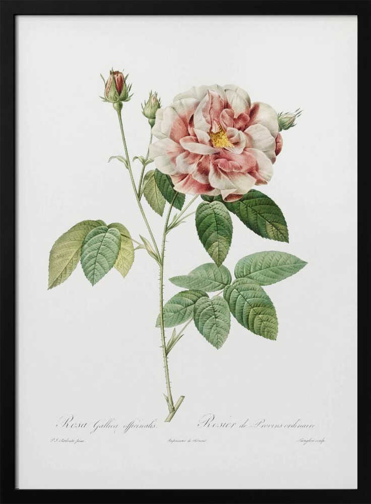 A vintage botanical illustration of a pink and white rose, Rosa Gallica Officinalis, on a single thorny stem with green leaves and buds, set against a plain white background inside a black frame. Cursive text identifies the flower at the bottom. Print