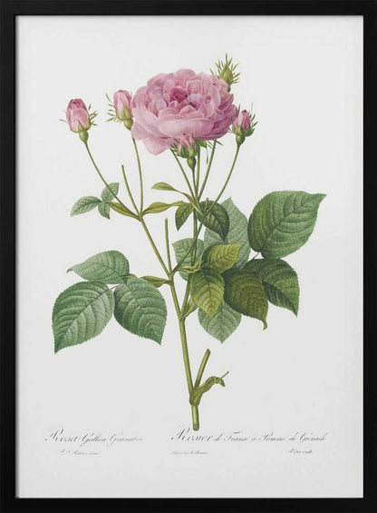 A vintage botanical illustration of a pink rose plant with one large, fully bloomed flower and several smaller buds. The plant has green leaves and is set against a plain white background, framed in black. There is cursive text at the bottom identifying the species. Poster