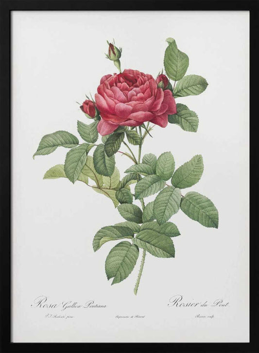 A vintage botanical illustration of a Rosa Gallica Pontiana, also known as Rosier du Pont. The artwork features a single stem with a large, fully bloomed deep pink rose, several smaller buds, and lush green leaves against an off-white background, all enclosed in a simple black frame. Poster