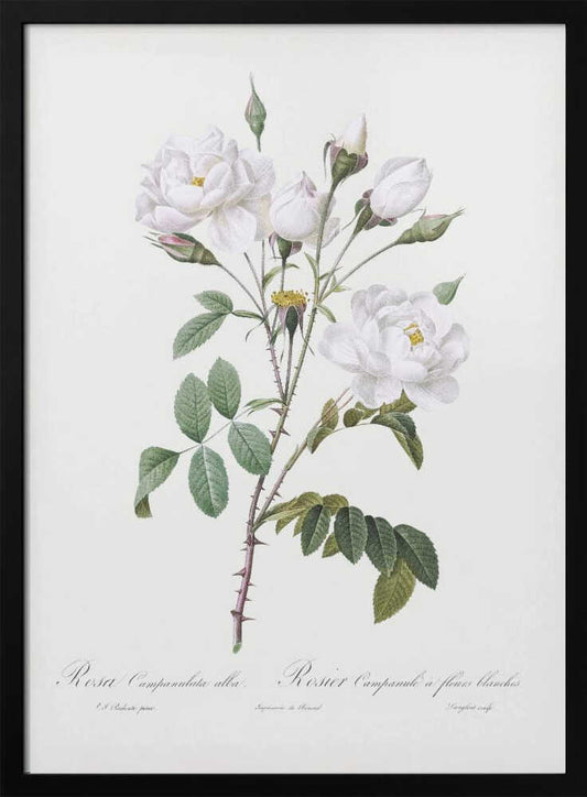 A framed vintage botanical illustration of a white rose branch, identified as 'Rosa Campanulata alba'. The illustration features several open white blossoms with yellow centers, closed buds, green leaves, and thorny stems against a light, off-white background. The print is housed in a simple black frame. Poster