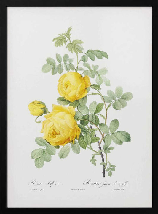 A vintage botanical illustration of a yellow rose branch, featuring two fully bloomed flowers and one bud amidst green leaves, set against a white background. The print is framed in black and includes scientific text at the bottom. Decor