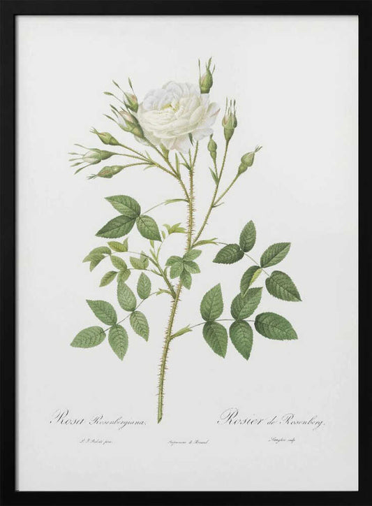 A vintage botanical illustration of a white rose plant against a light background. The plant features one fully bloomed white flower, several buds, and green leaves on a thorny stem. Cursive text is written below the plant. The artwork is presented in a black frame. Wall Art