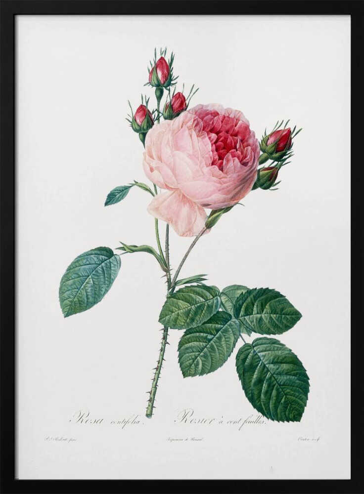 A vintage botanical illustration of a pink cabbage rose, Rosa centifolia, against a plain white background. The flower is in full bloom with ruffled petals, darker red towards the center, and is surrounded by several small, red rosebuds. The stem is green and thorny with detailed, serrated green leaves. Below the flower, there is cursive text identifying the plant. The entire piece is encased in a simple black frame. Artwork