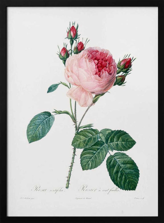 A vintage botanical illustration of a pink cabbage rose, Rosa centifolia, against a plain white background. The flower is in full bloom with ruffled petals, darker red towards the center, and is surrounded by several small, red rosebuds. The stem is green and thorny with detailed, serrated green leaves. Below the flower, there is cursive text identifying the plant. The entire piece is encased in a simple black frame. Artwork
