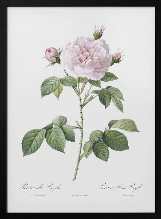 A vintage botanical illustration of a 'Rosier blanc Royal' rose, featuring a full-bloomed light pink flower, several buds, and green leaves on a thorny stem, set against a white background with cursive text and a black frame. Decor