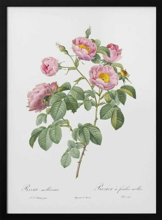 A vintage botanical illustration of a pink rose branch, identified as 'Rosa mollissima', with fully bloomed flowers showing yellow centers, several buds, and detailed green leaves on a thorny stem. The illustration is on a white background with cursive text at the bottom and is displayed in a black frame. Decor