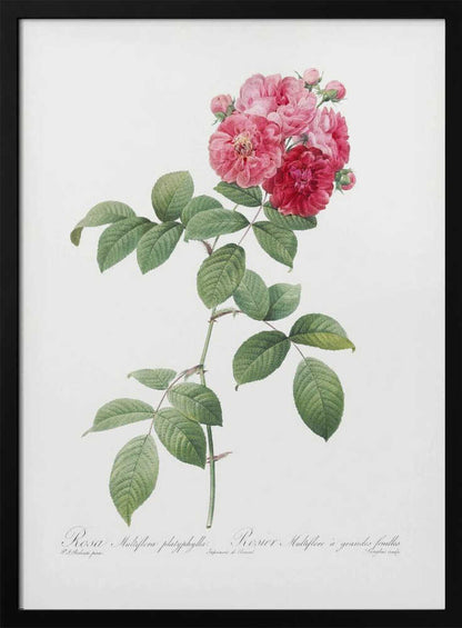 A framed vintage botanical illustration of a Rosa Multiflora platyphylla. The artwork features a single plant stem with green serrated leaves and a cluster of pink and deep red roses at the top. The background is a clean off-white, and there is cursive text at the bottom identifying the flower. Poster