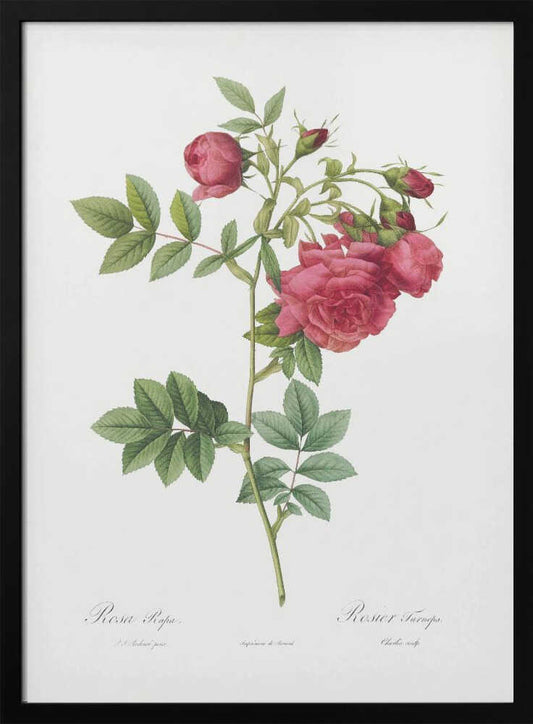 A vintage botanical illustration of a pink rose stem against a white background, enclosed in a black frame. The illustration details the plant's green leaves, pinkish-red flower heads, and buds. Cursive text identifies the species at the bottom. Print