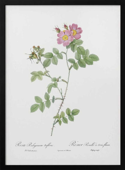A vintage botanical illustration of a Rosa Rubiginosa, or sweet briar rose, with pink and yellow flowers and thorny green stems, set against a white background and enclosed in a black frame. Cursive text is visible at the bottom. Poster